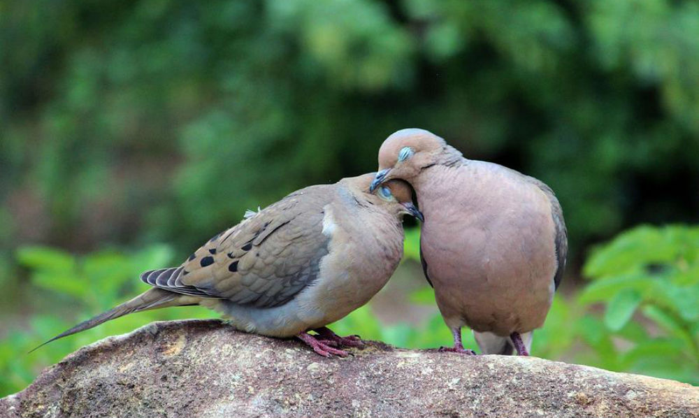 Be Like Two Turtle Doves Spread The Love Blog Procurious